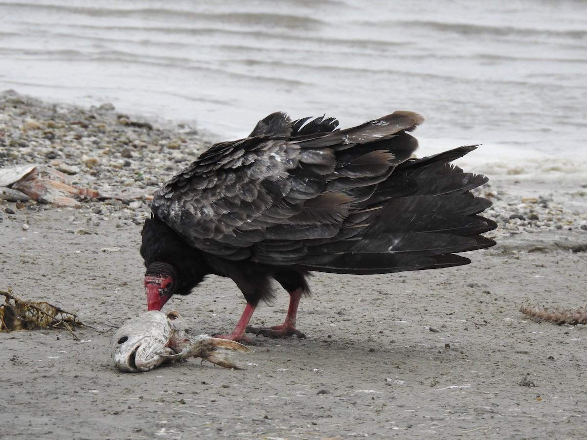Turkey Vulture - Tonja Hamel