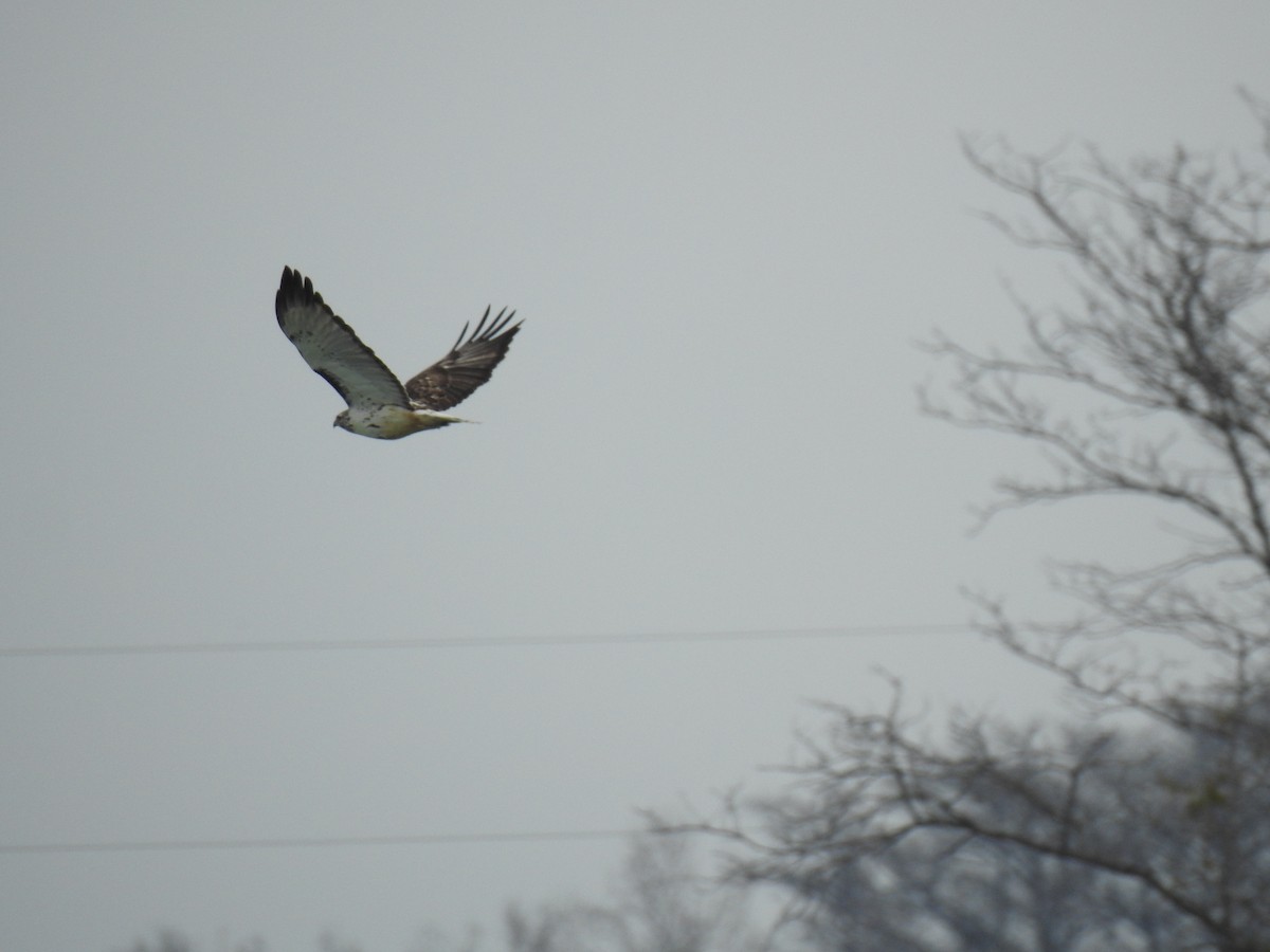 Red-tailed Hawk (Harlan's) - ML79965671