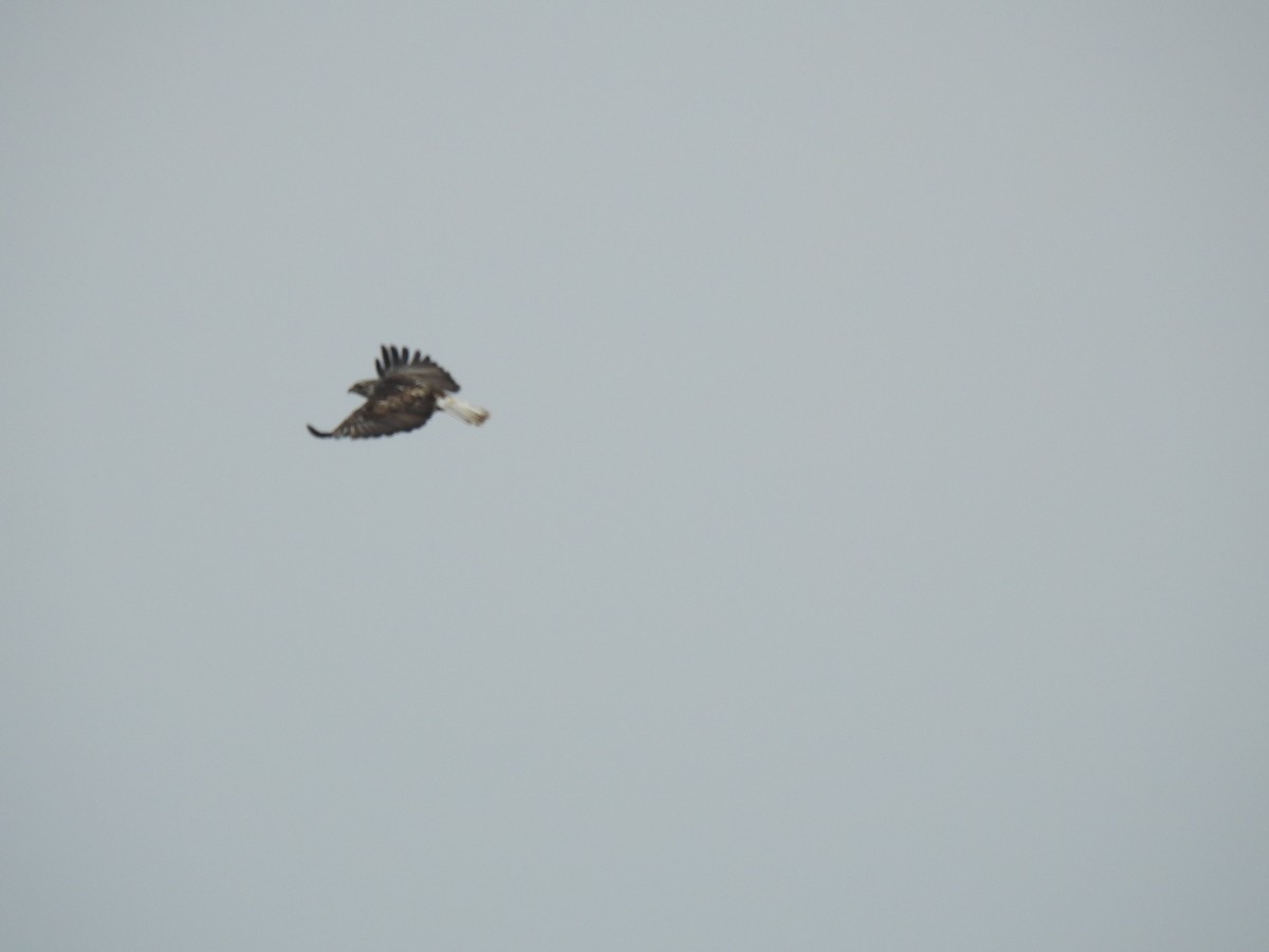 Red-tailed Hawk (Harlan's) - ML79965681
