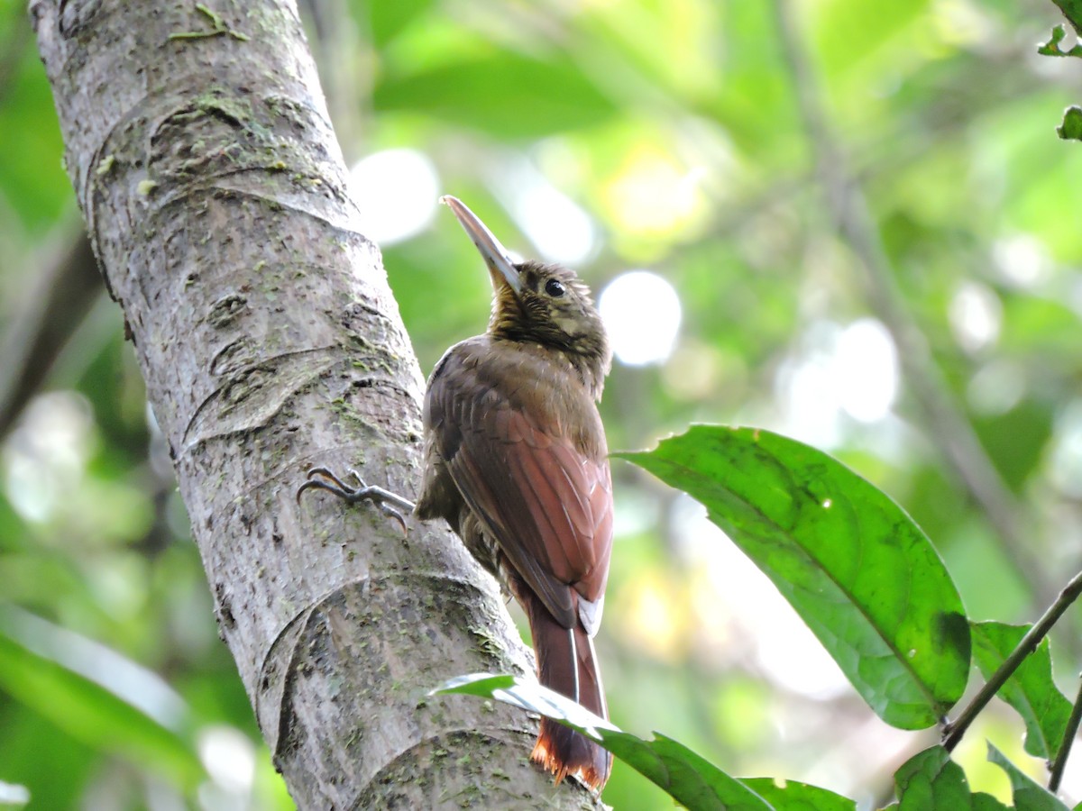 Spotted Woodcreeper - ML79965751