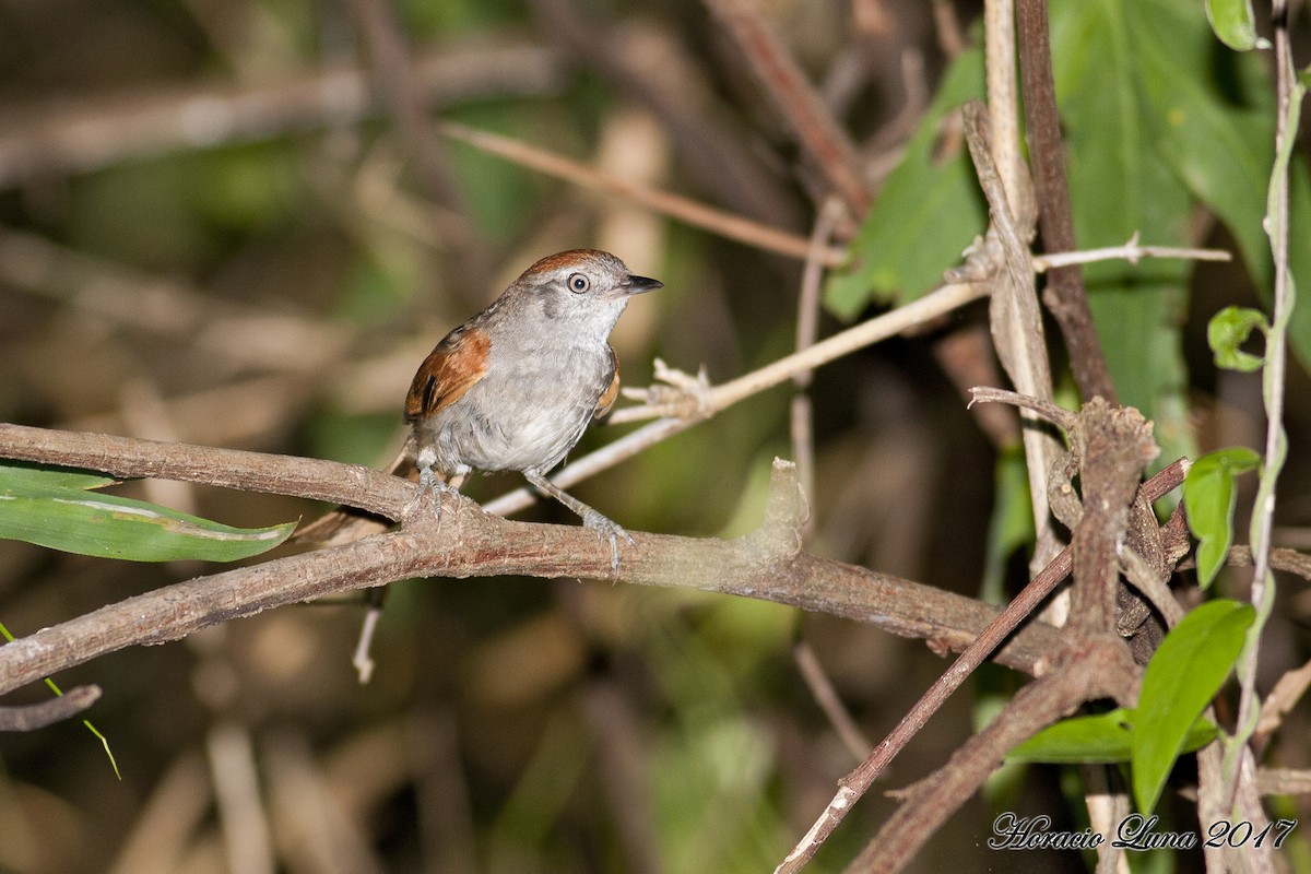 Sooty-fronted Spinetail - ML79965921