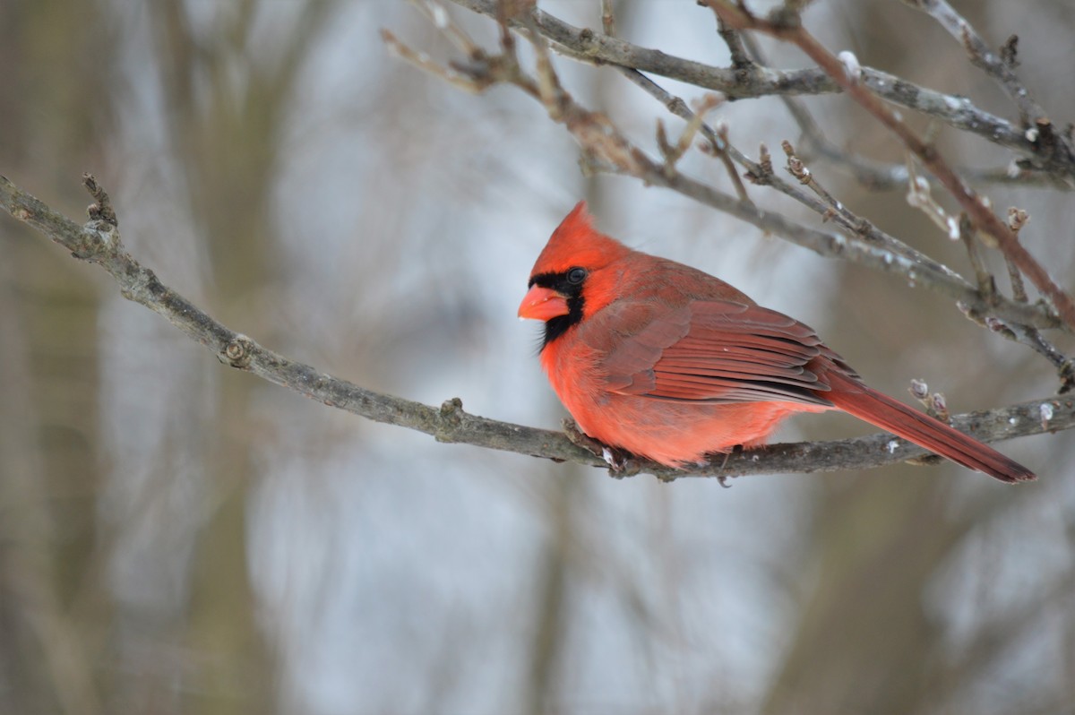 Northern Cardinal - Davette Saeler