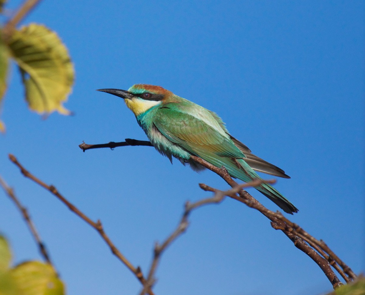European Bee-eater - Eric Barnes