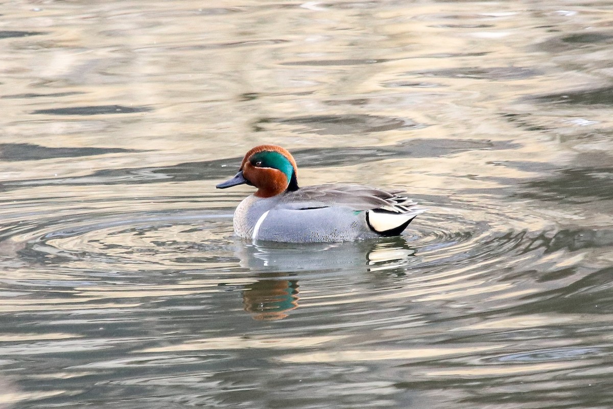 Green-winged Teal - Carly Farley