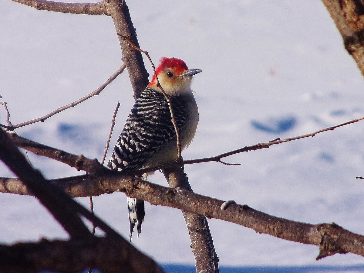 Red-bellied Woodpecker - ML79968681