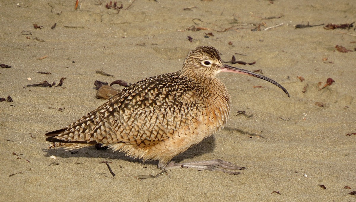 Long-billed Curlew - Petra Clayton