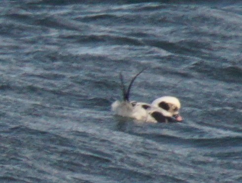 Long-tailed Duck - ML79973621