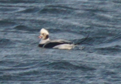 Long-tailed Duck - ML79973631