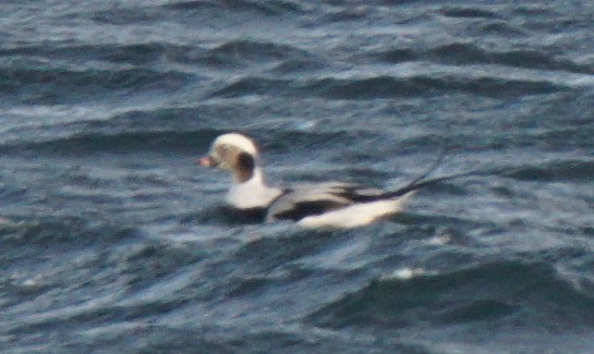 Long-tailed Duck - ML79973661