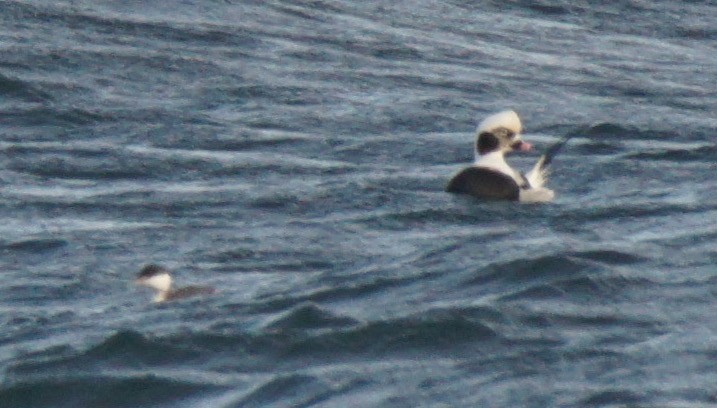 Long-tailed Duck - ML79973701
