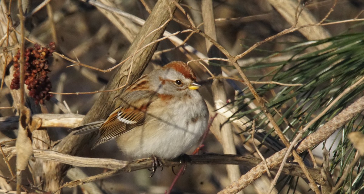 American Tree Sparrow - ML79974601