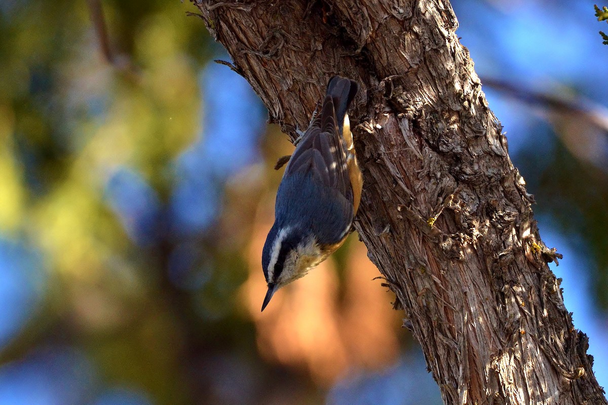Red-breasted Nuthatch - ML79975381