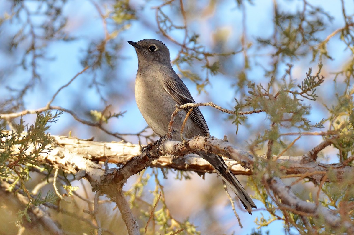Townsend's Solitaire - ML79975401