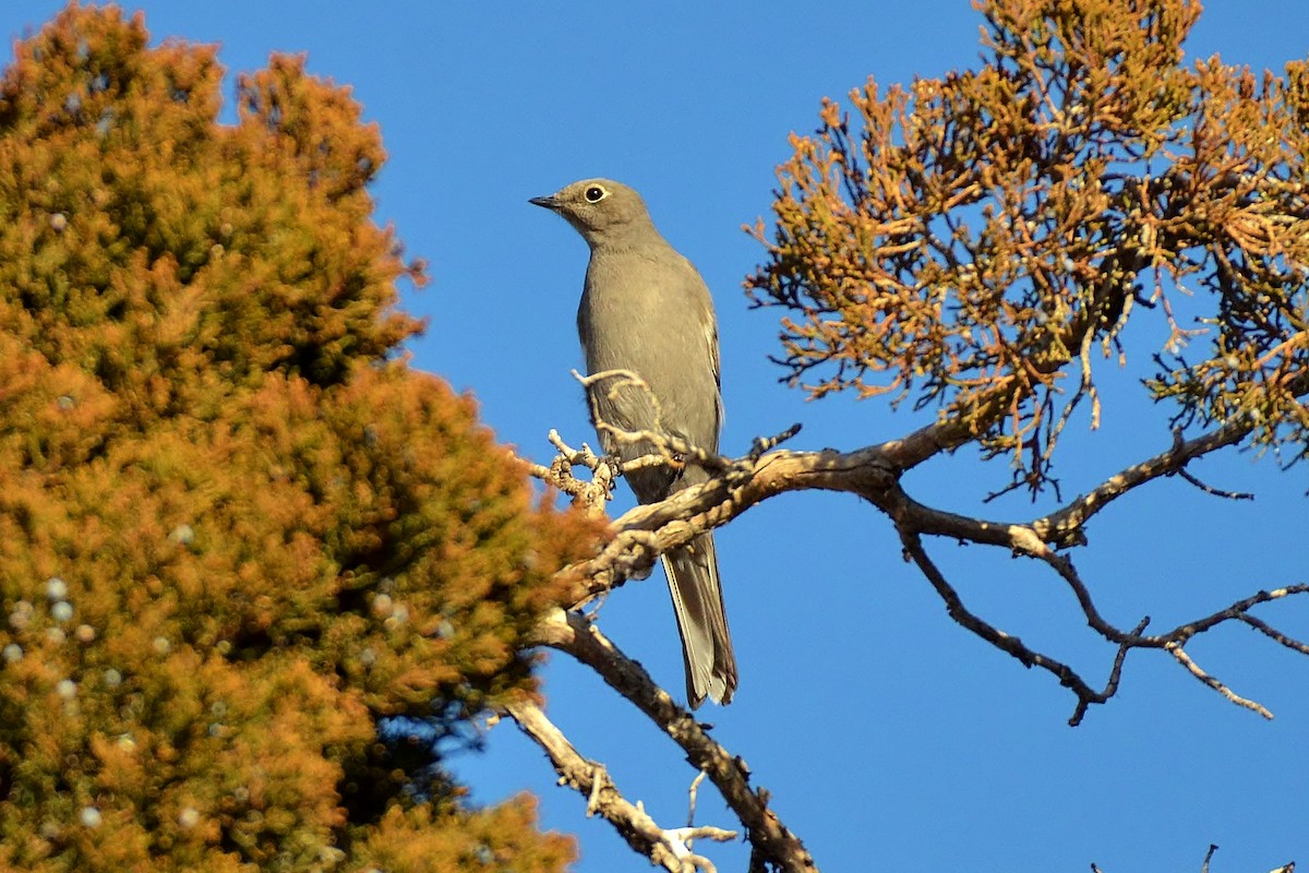 Townsend's Solitaire - ML79975431