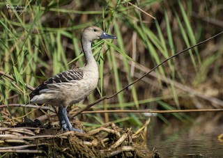 Fulvous Whistling-Duck, ML79975551
