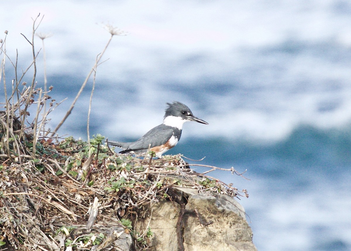Belted Kingfisher - ML79979101