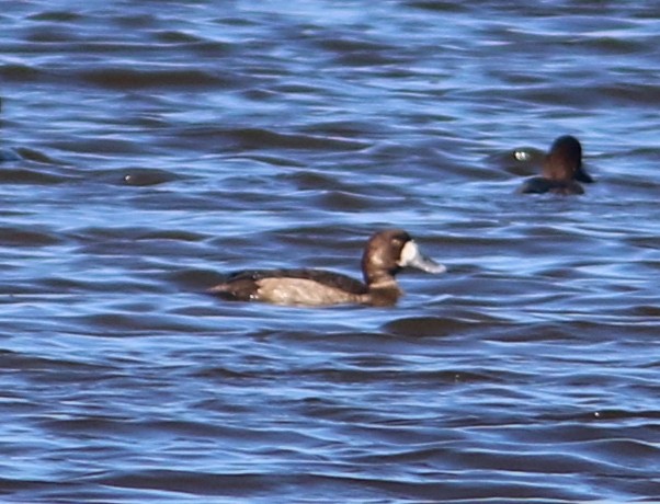 Greater Scaup - ML79979411