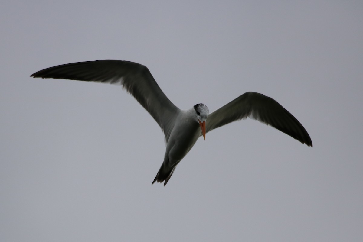 Royal Tern - Philip Andescavage