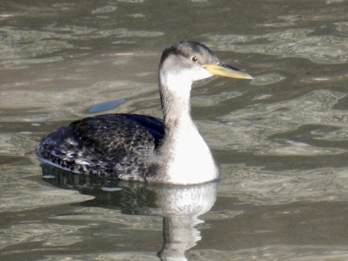 Red-necked Grebe - ML79984731