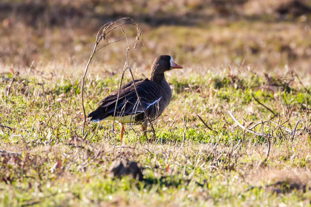 Greater White-fronted Goose - Melissa McMasters
