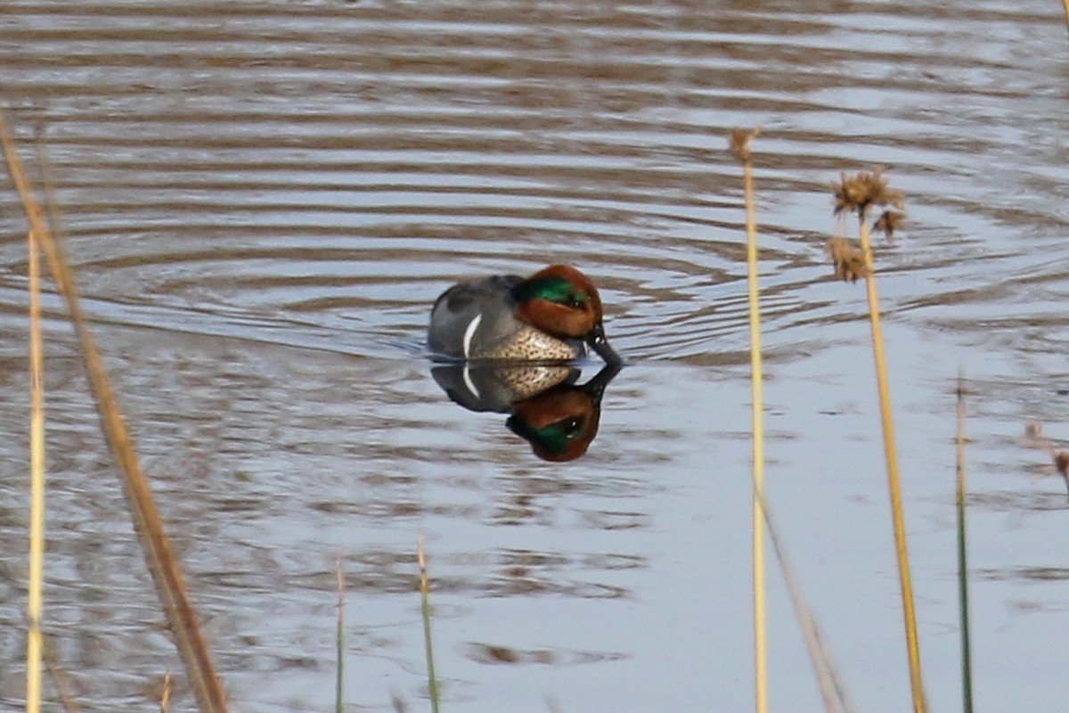 Green-winged Teal - ML79990621