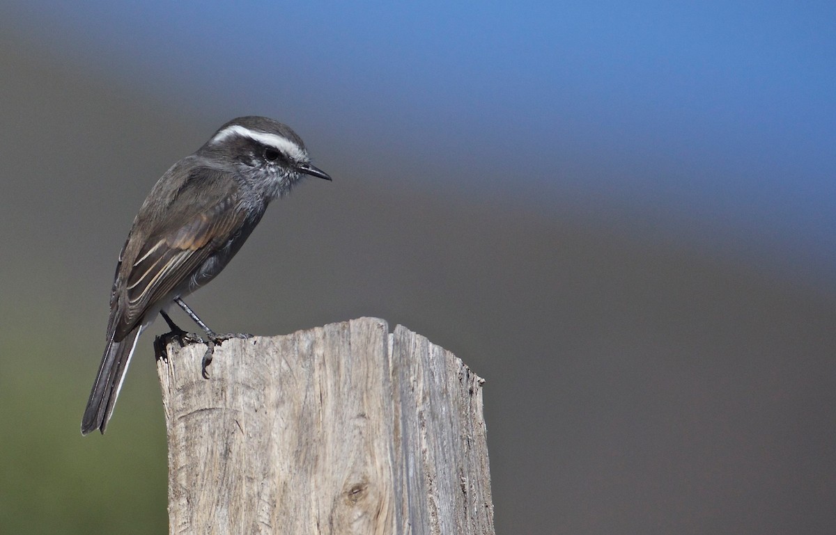 White-browed Chat-Tyrant - Eric Barnes