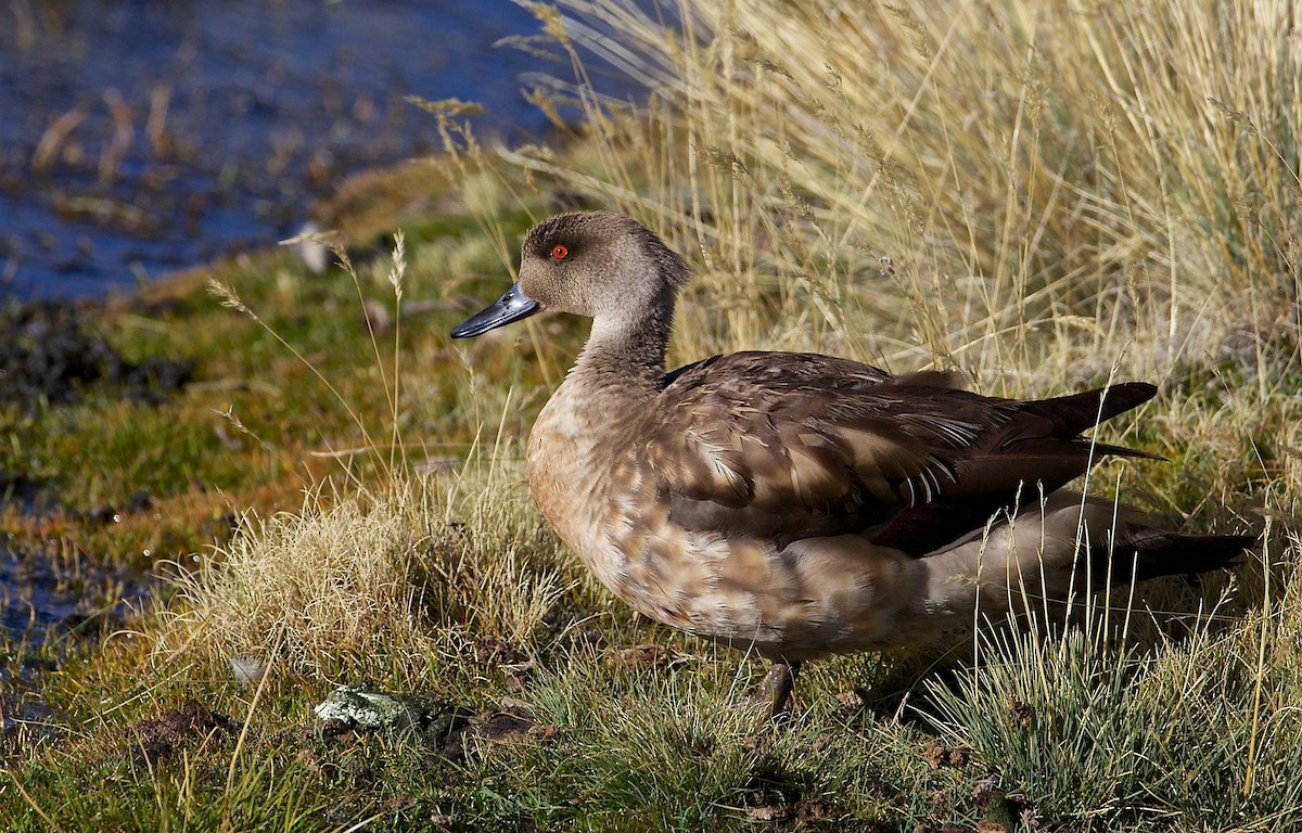 Crested Duck - ML79991581