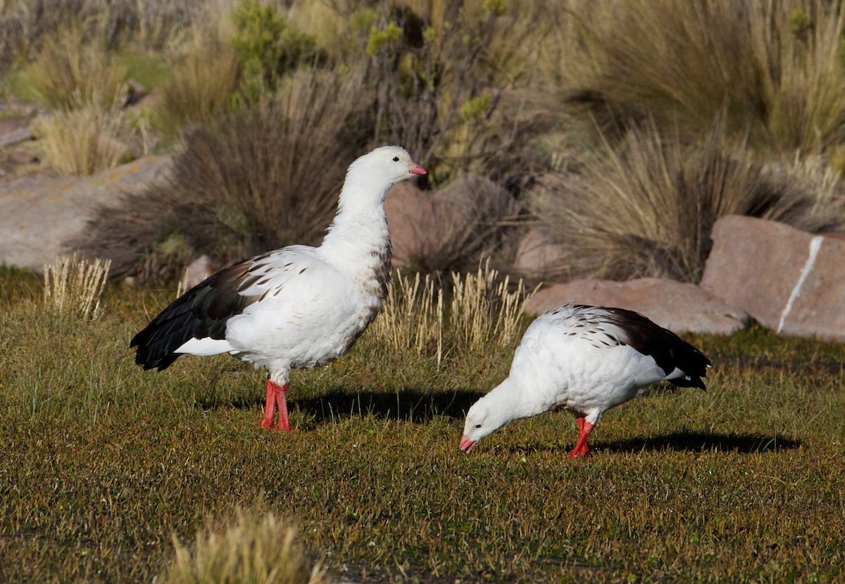 Andean Goose - ML79991731