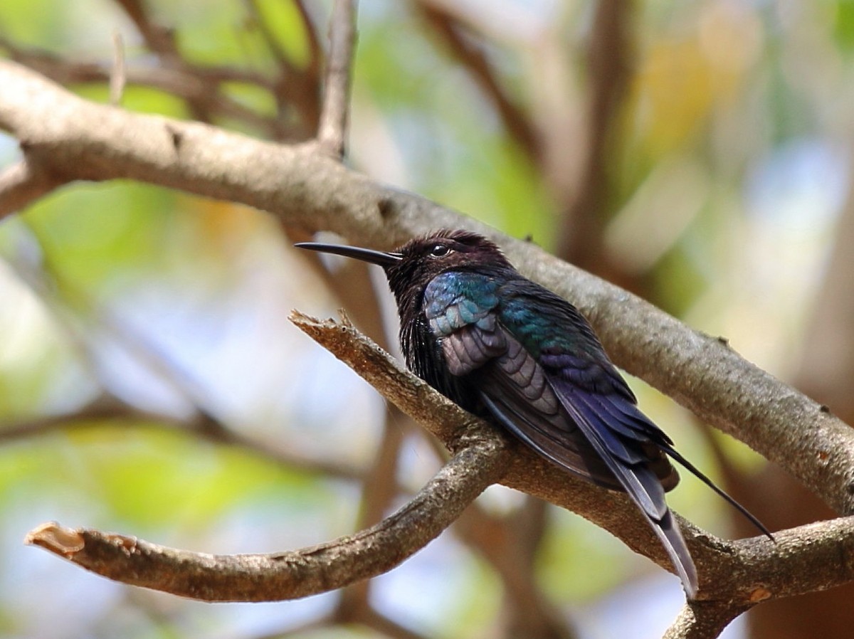 Swallow-tailed Hummingbird - Paulo Gusmão