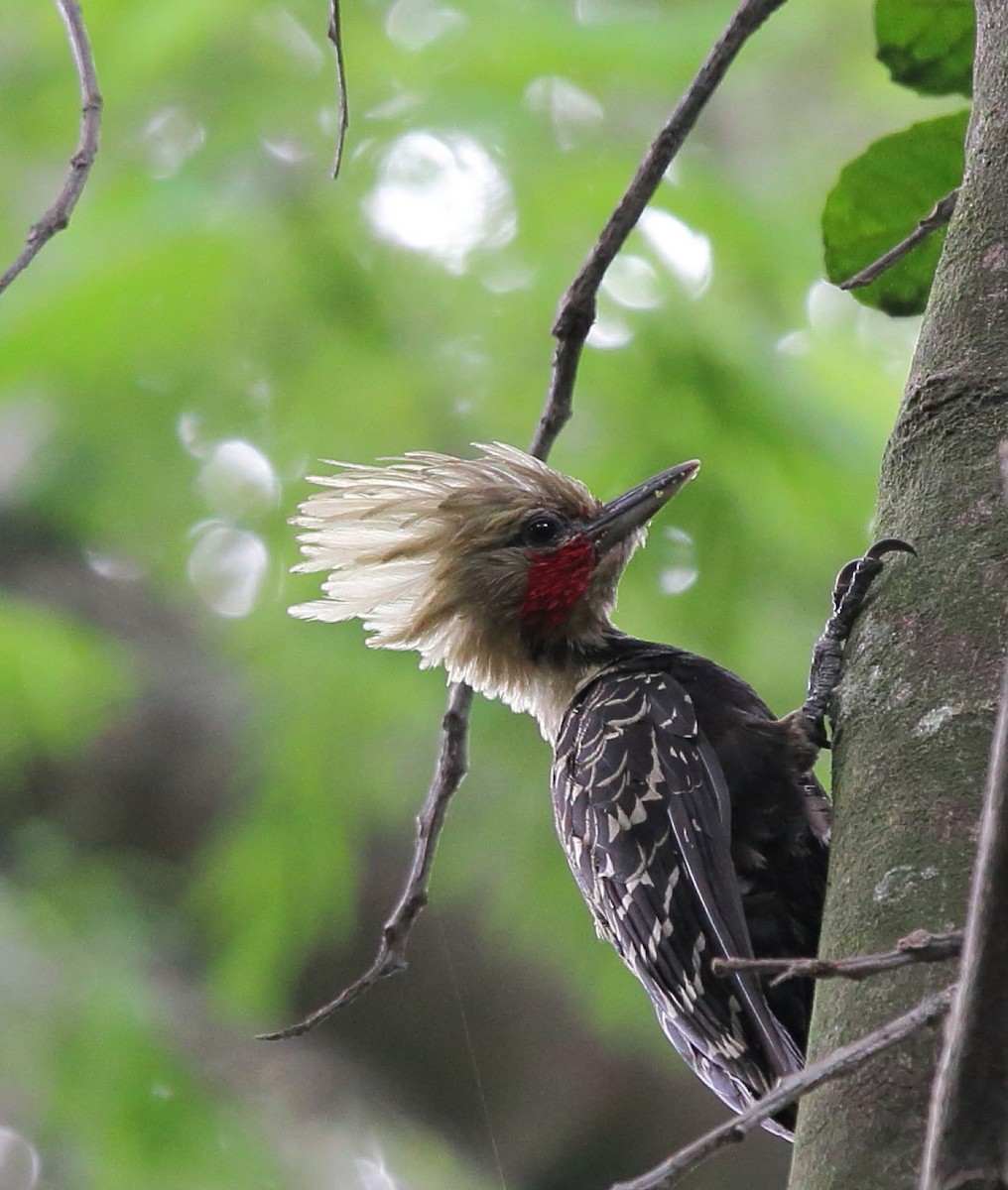 Blond-crested Woodpecker - ML79996831