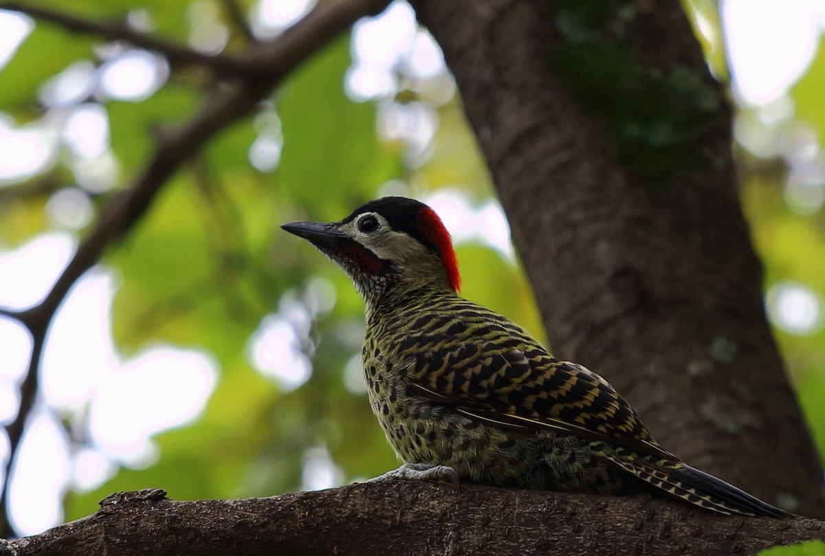 Green-barred Woodpecker - Paulo Gusmão