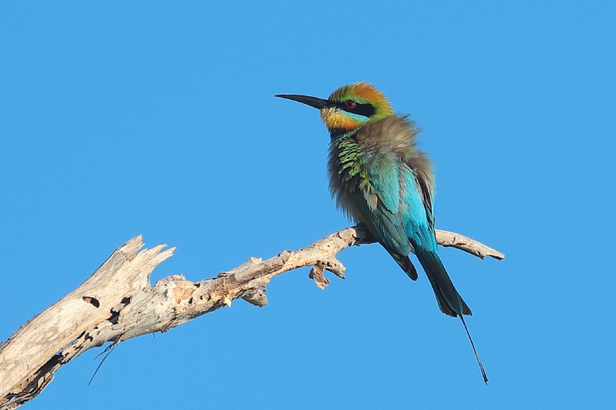 Rainbow Bee-eater - Bert Frenz