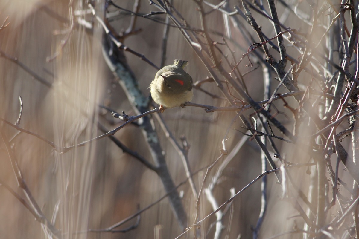 Ruby-crowned Kinglet - Andy Eckerson