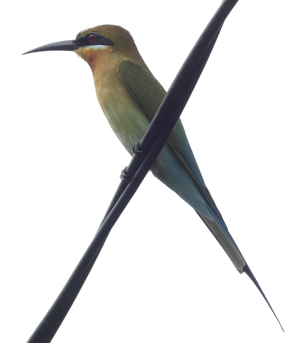 Blue-tailed Bee-eater - Yeo Yee Ling