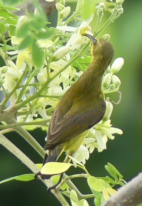 Ornate Sunbird - Yeo Yee Ling