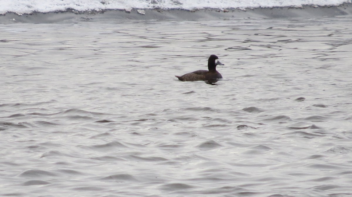 Greater Scaup - James Hirtle