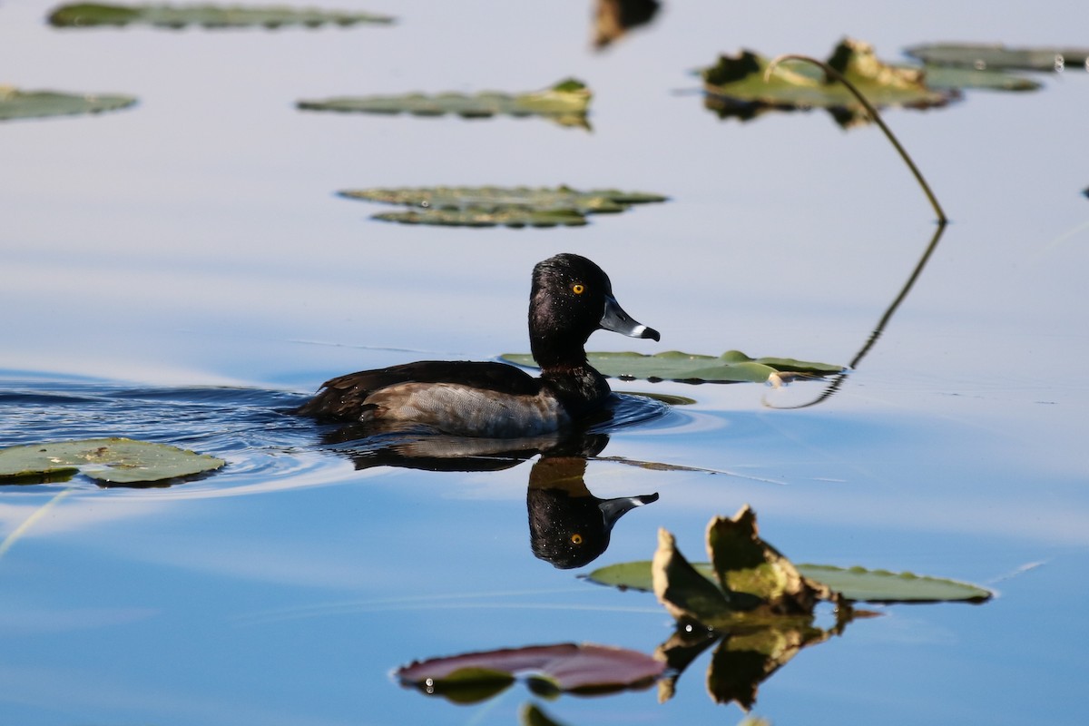 Ring-necked Duck - Samantha Andescavage
