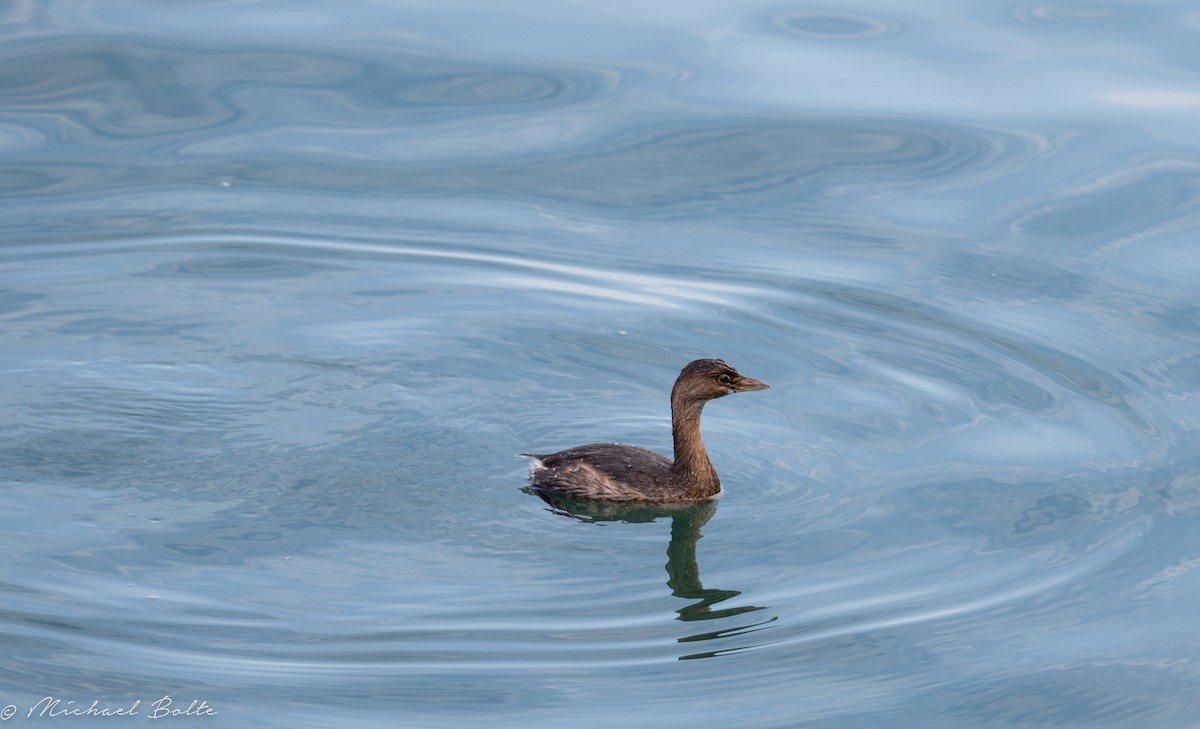 Pied-billed Grebe - Michael Bolte