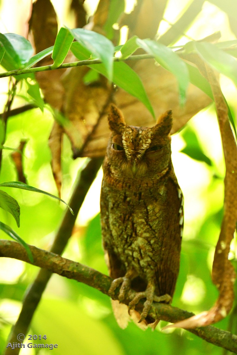 Oriental Scops-Owl - Ajith Gamage