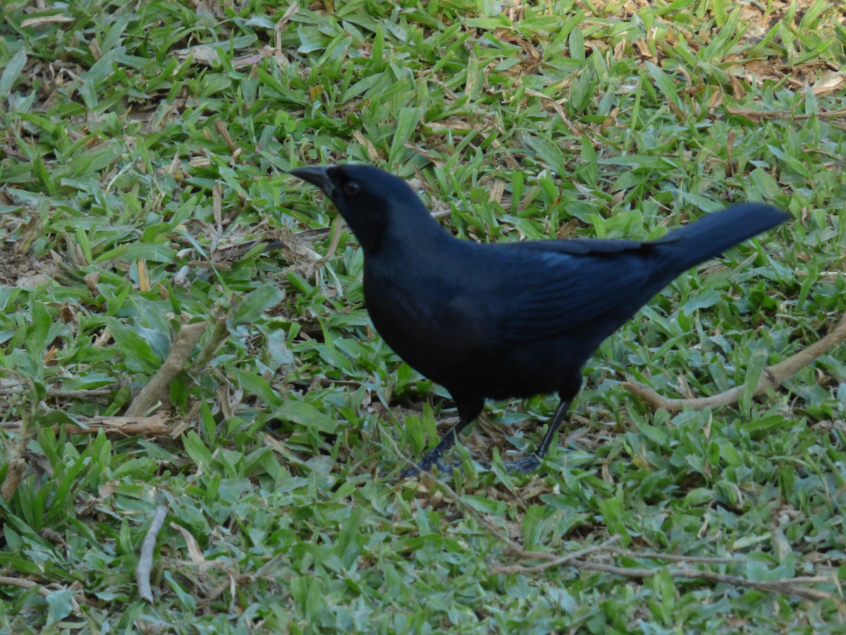 Cuban Blackbird - ML80020911