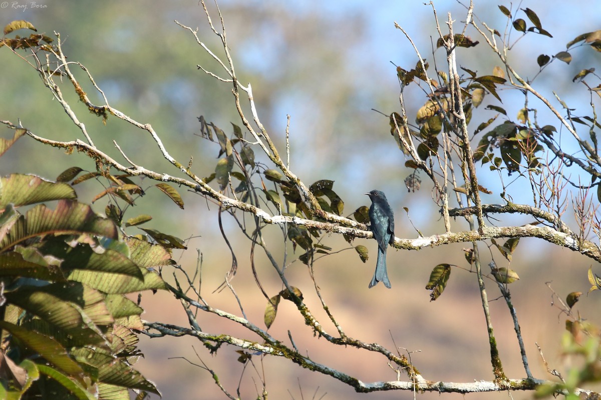 Fork-tailed Drongo-Cuckoo - Raaj  Bora