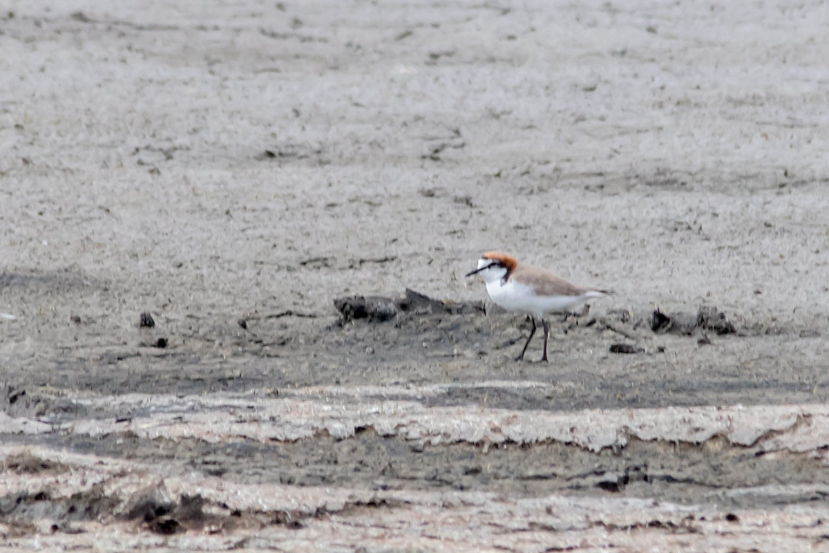 Red-capped Plover - ML80027441
