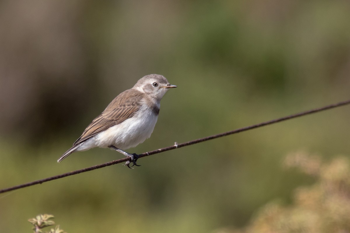 White-fronted Chat - ML80027781