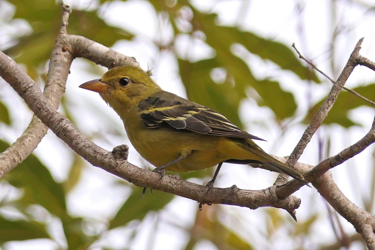 Western Tanager - ML80027811