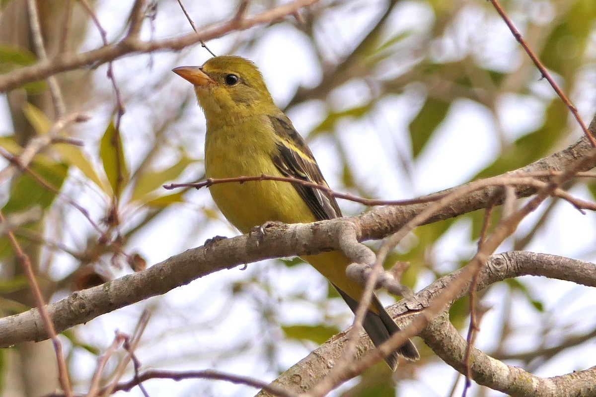 Western Tanager - ML80027821