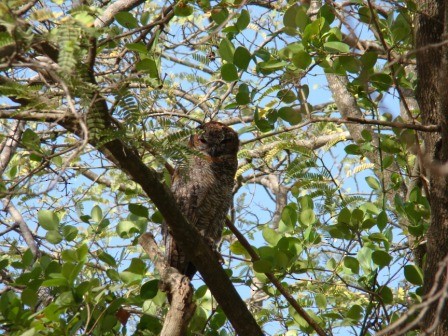 Mottled Wood-Owl - Irshad Theba