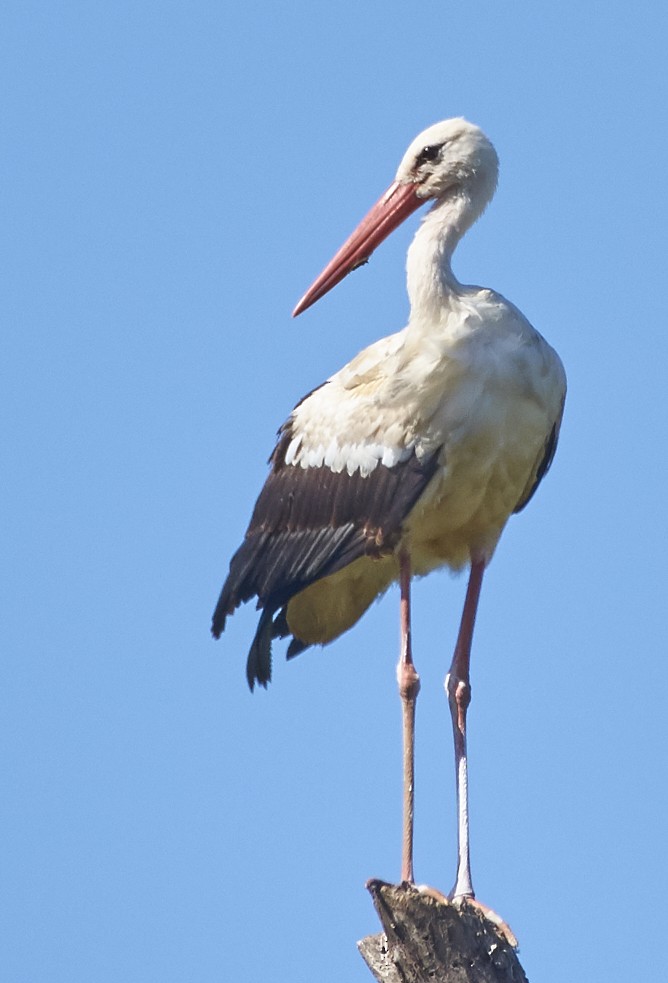 White Stork - ML80028381