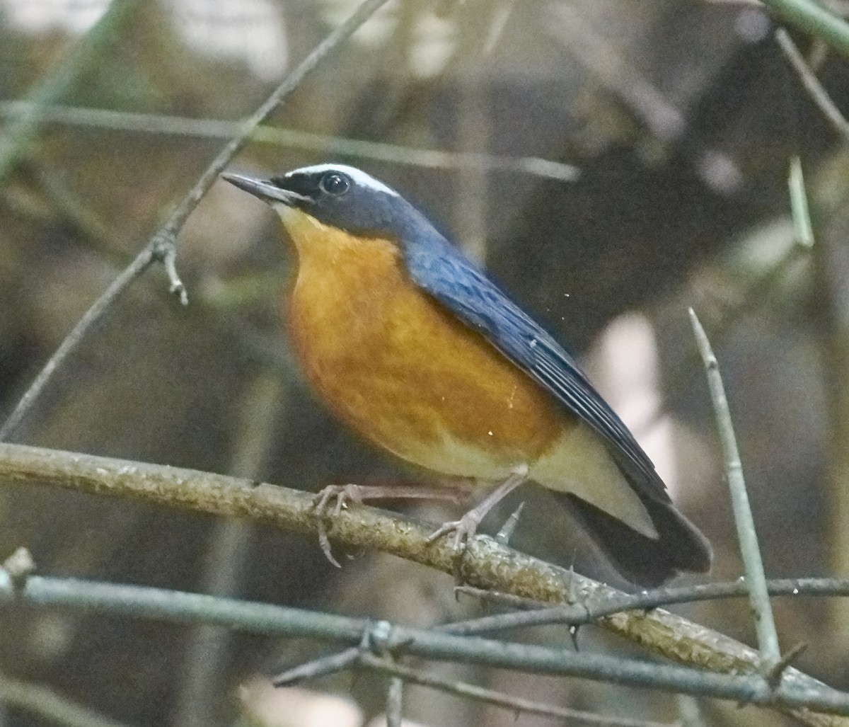 Indian Blue Robin - Anonymous