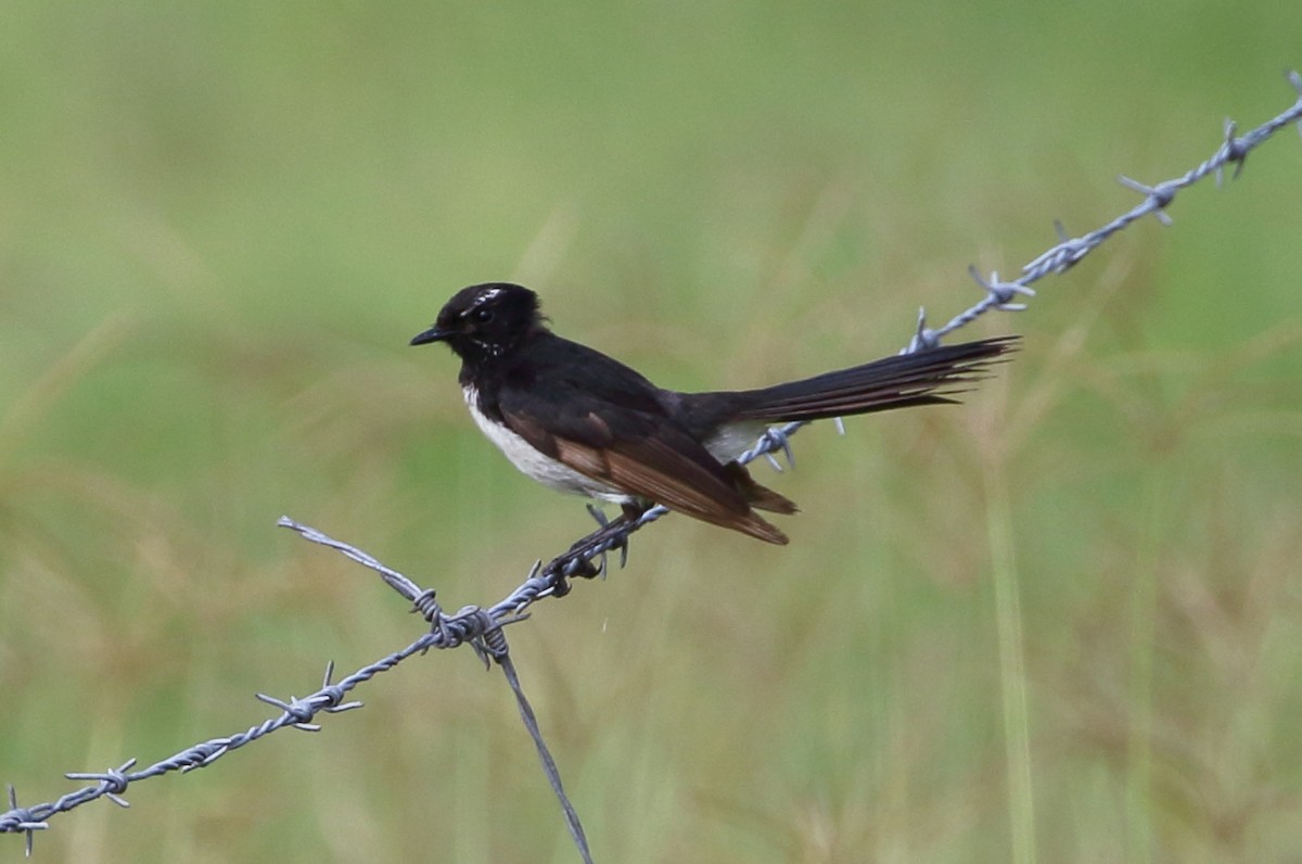 Willie-wagtail - ML80031451