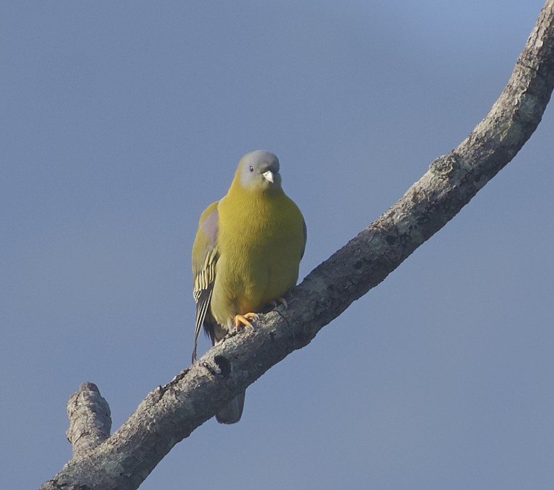 Yellow-footed Green-Pigeon - Anonymous